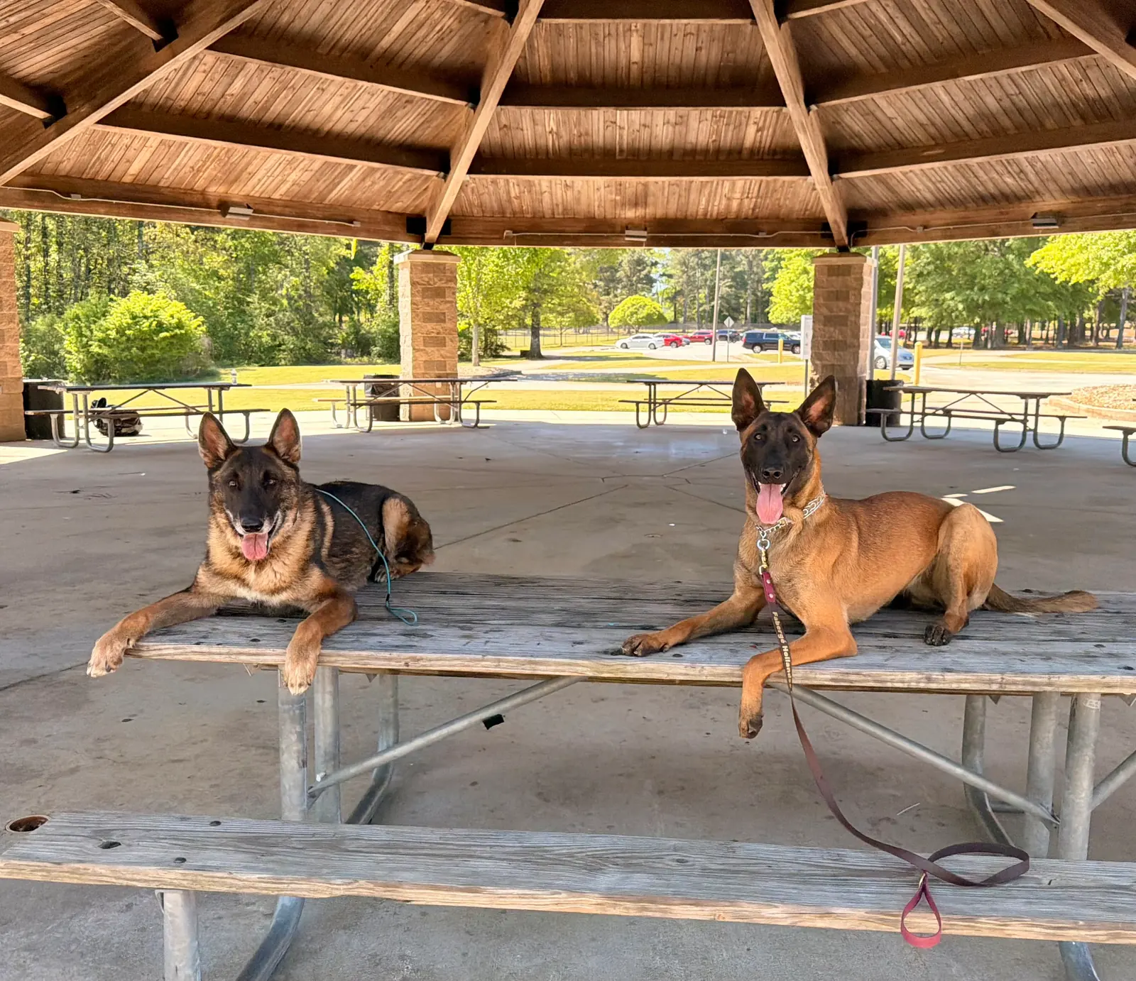 Pet transportation and local pet care support 1